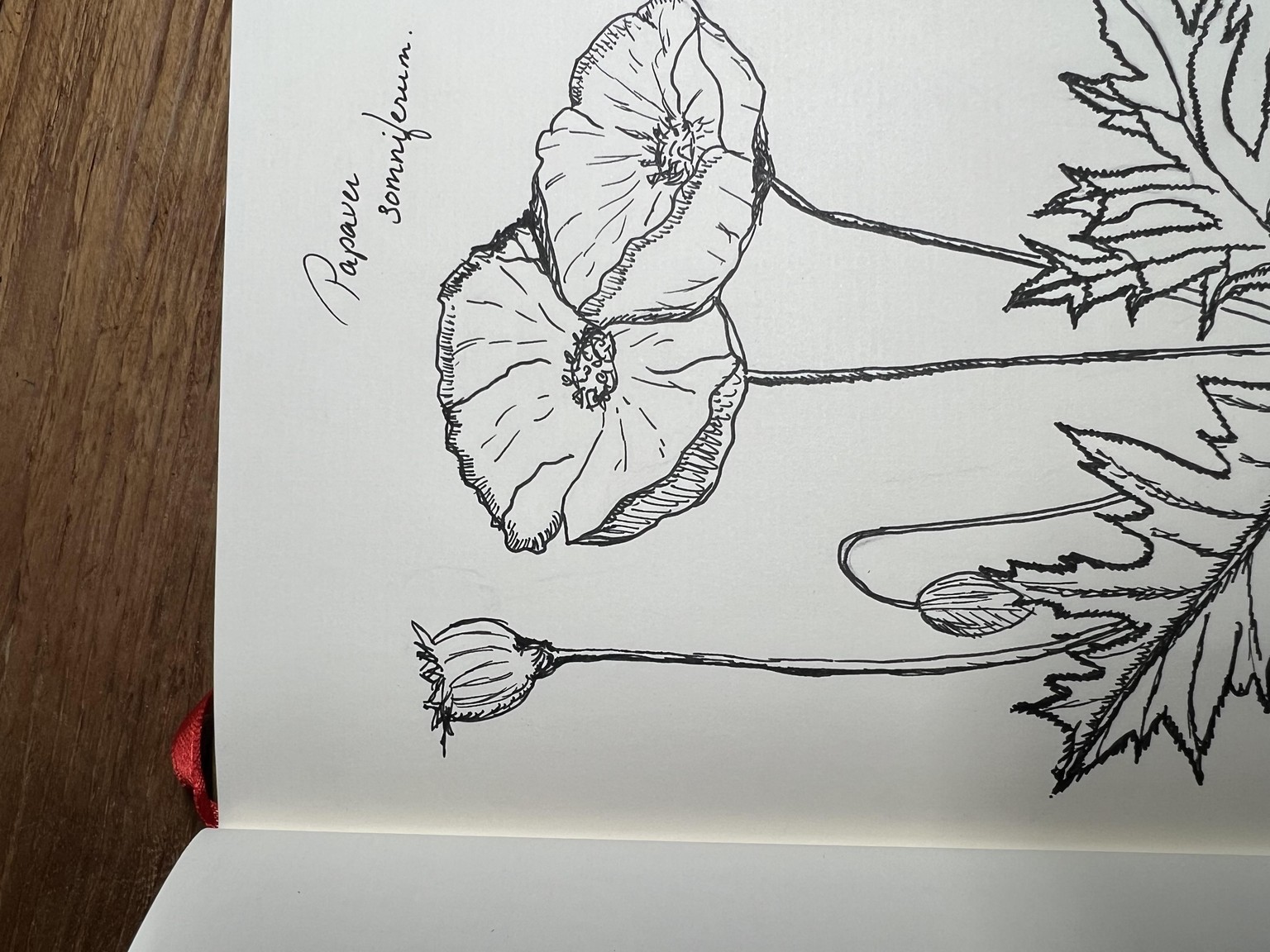 Poisonous plants. - image 2 - student project