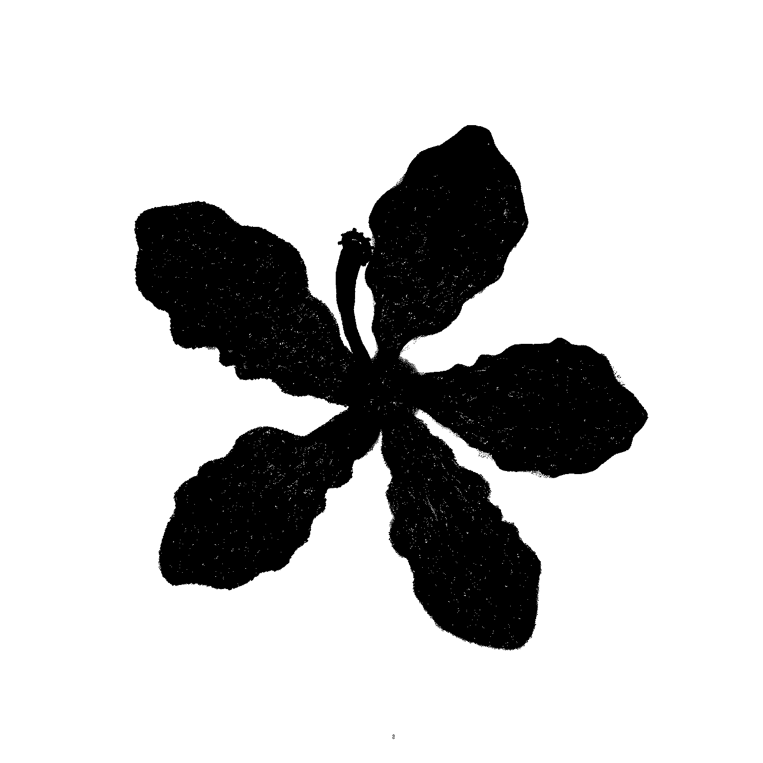 Color separation for procreate motive - image 3 - student project