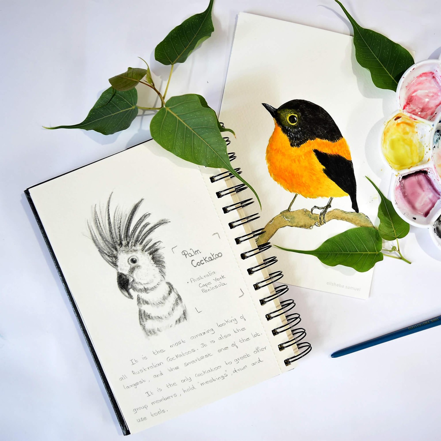 Watercolor birds - Black & Orange Flycatcher - image 2 - student project
