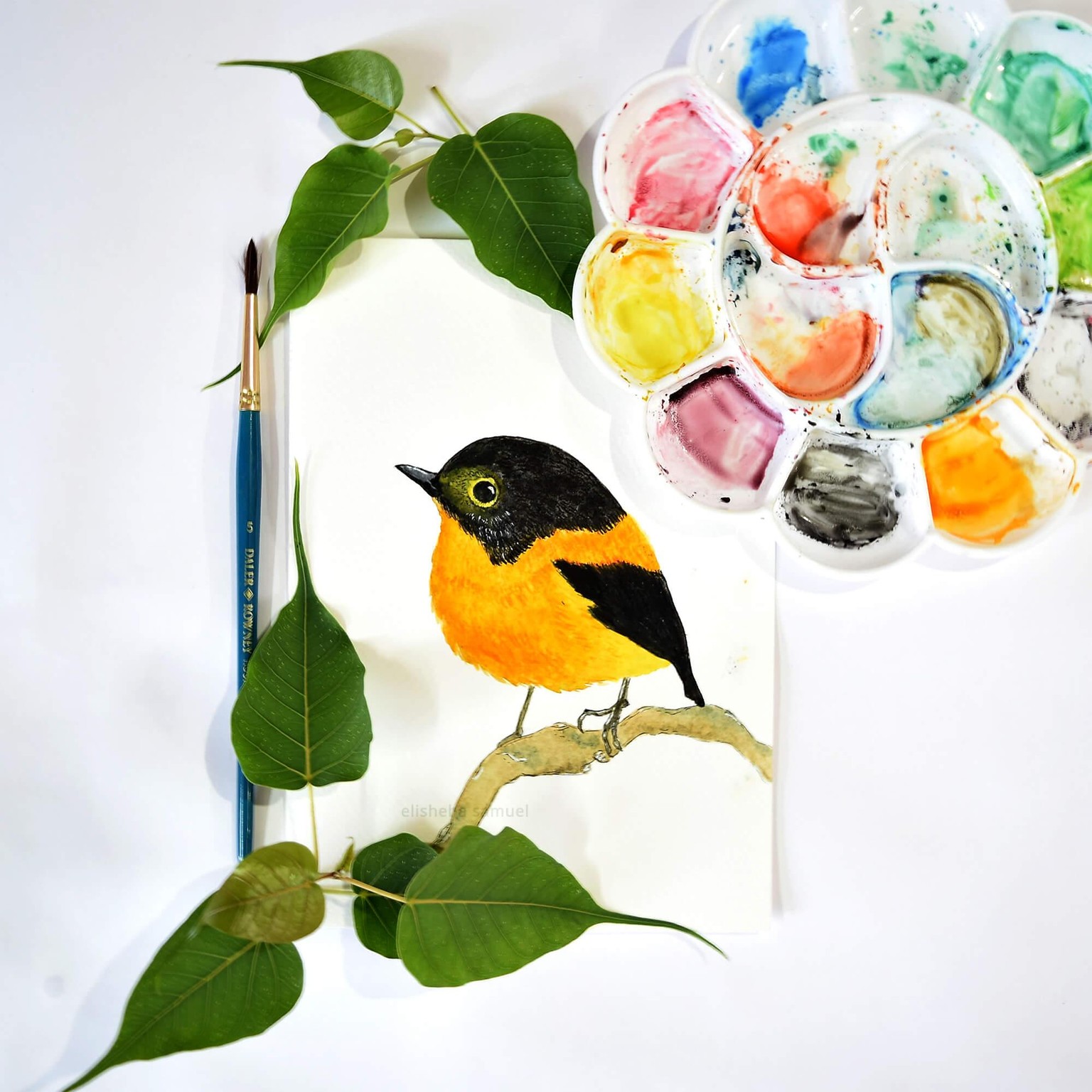 Watercolor birds - Black & Orange Flycatcher - image 1 - student project