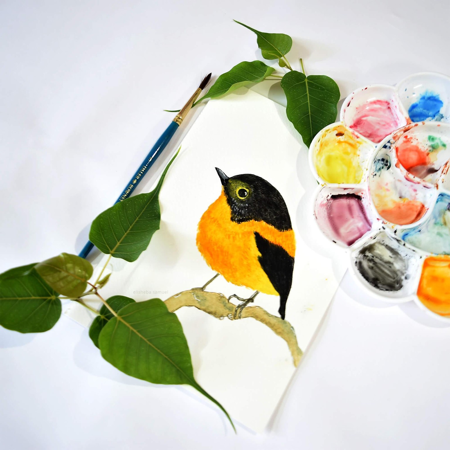 Watercolor birds - Black & Orange Flycatcher - image 3 - student project