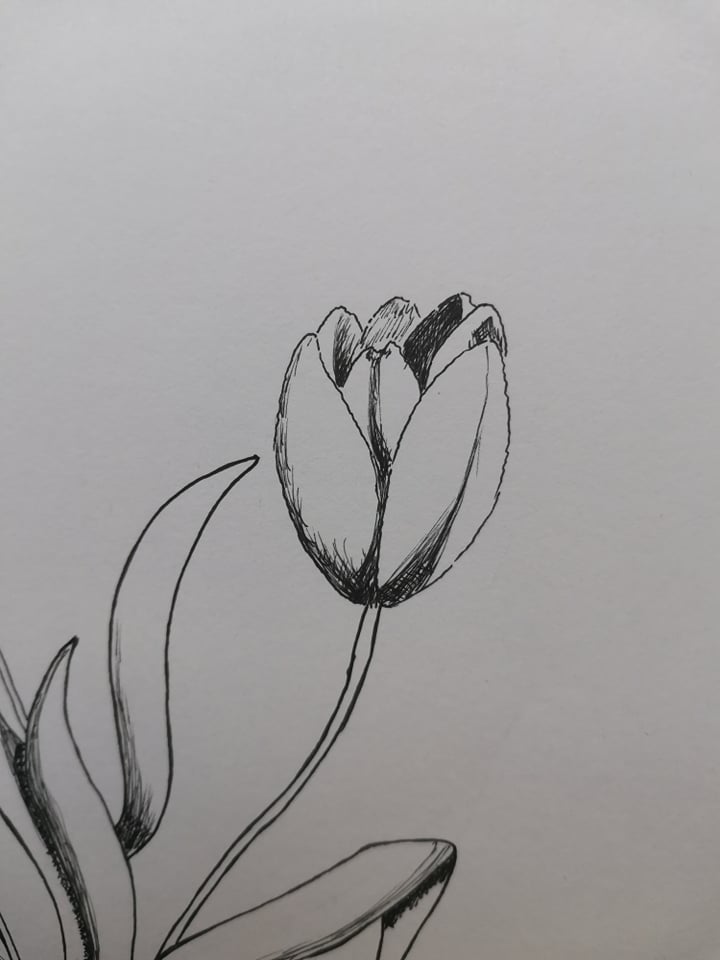Tulips - a first attempt with light and shadow (ink) - image 1 - student project