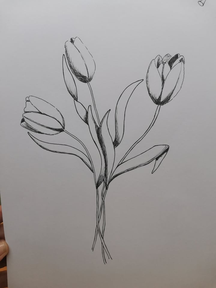 Tulips - a first attempt with light and shadow (ink) - image 3 - student project