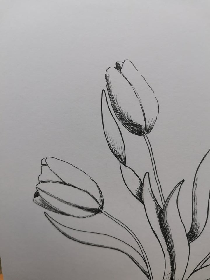 Tulips - a first attempt with light and shadow (ink) - image 2 - student project