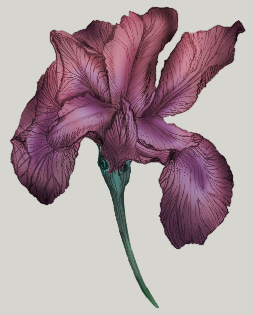 Magical Iris Floral Study - image 3 - student project