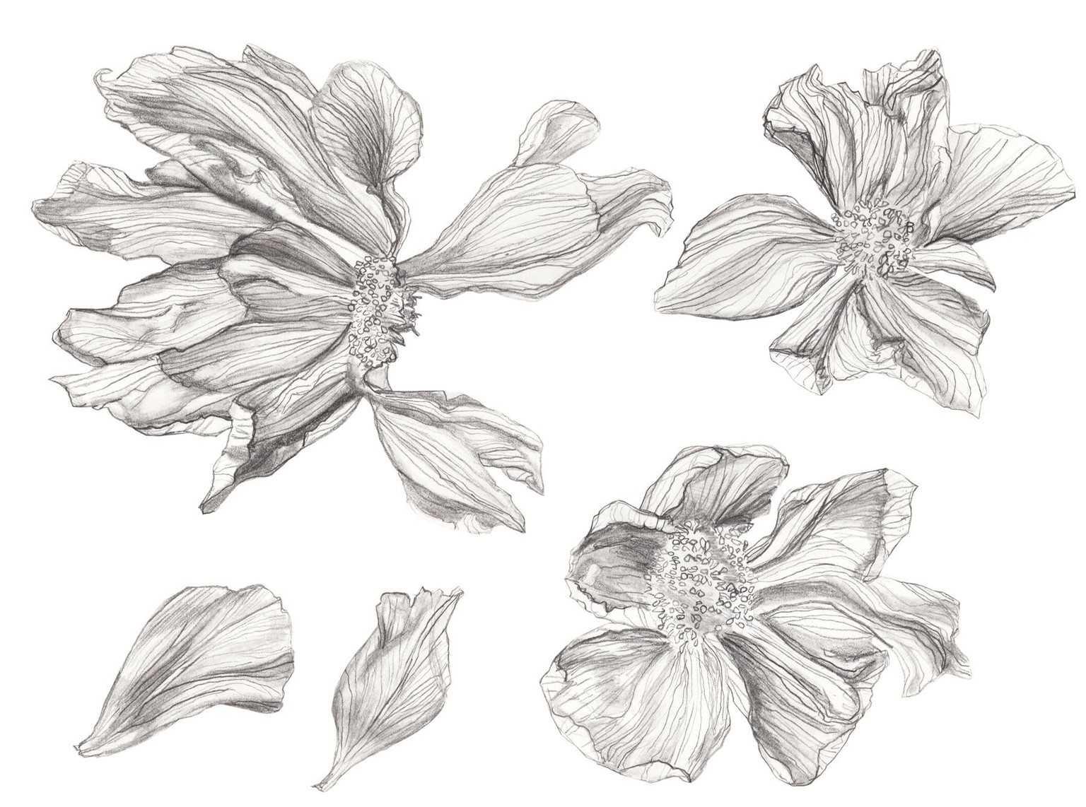 Magical Iris Floral Study - image 12 - student project