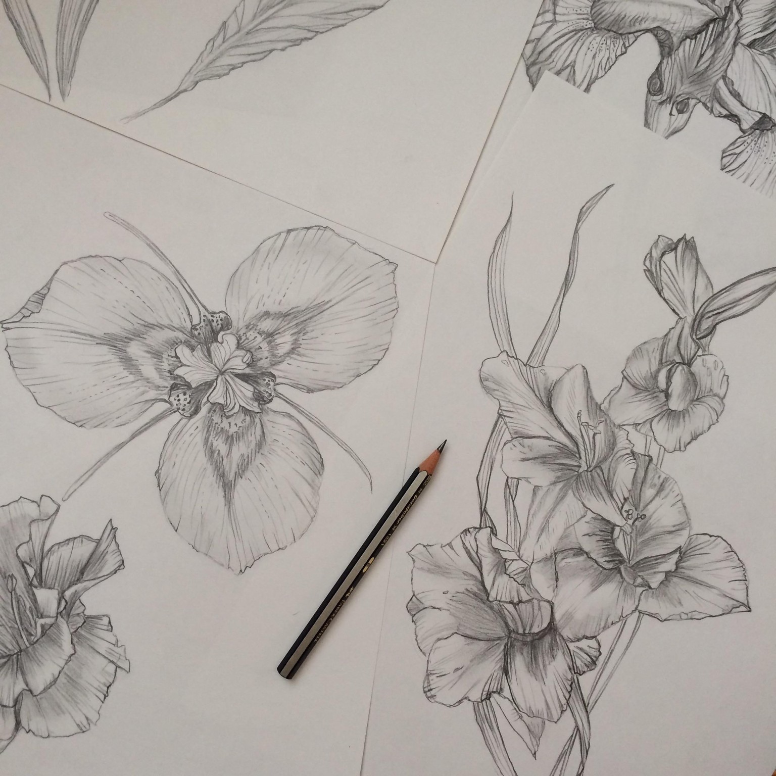 Magical Iris Floral Study - image 2 - student project