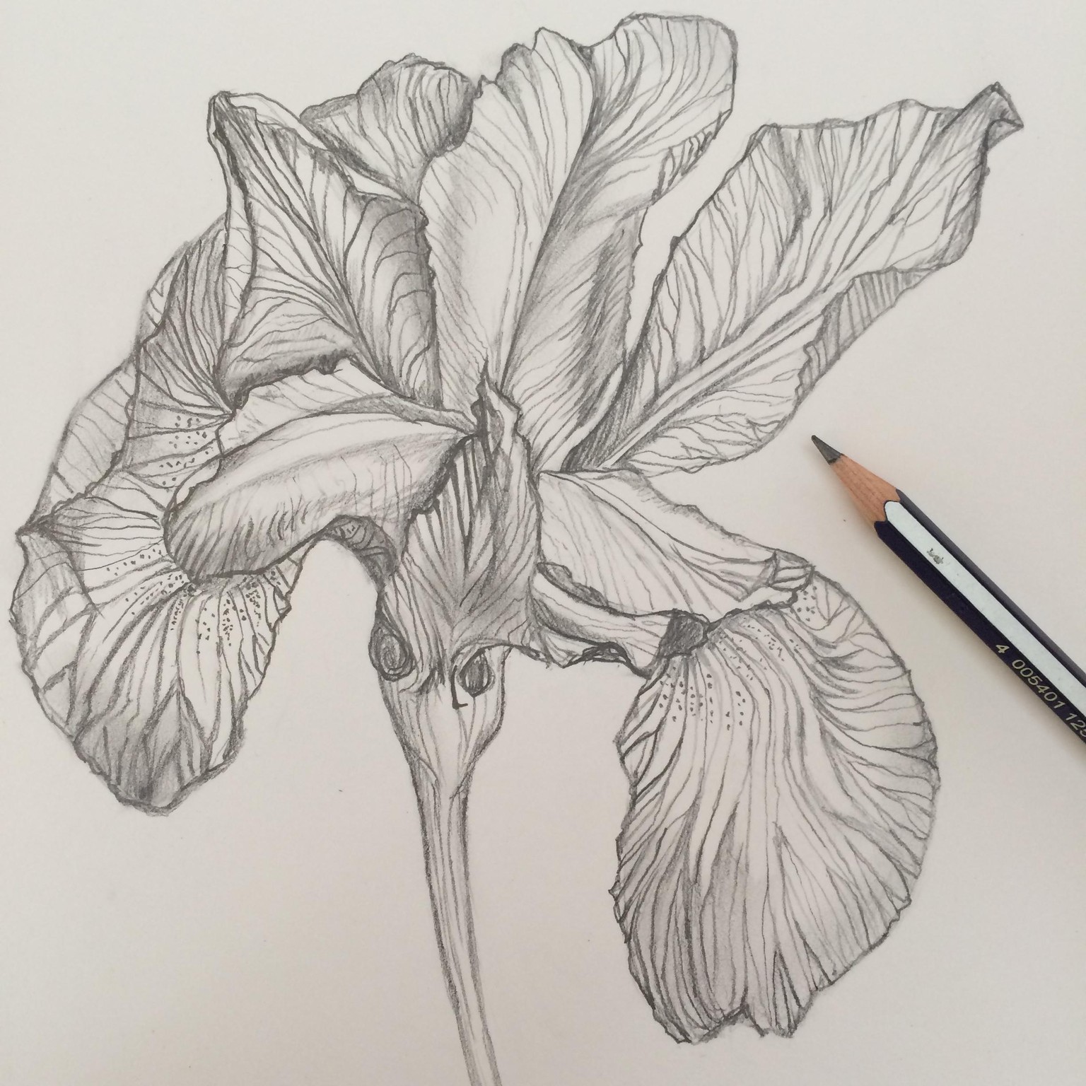 Magical Iris Floral Study - image 1 - student project