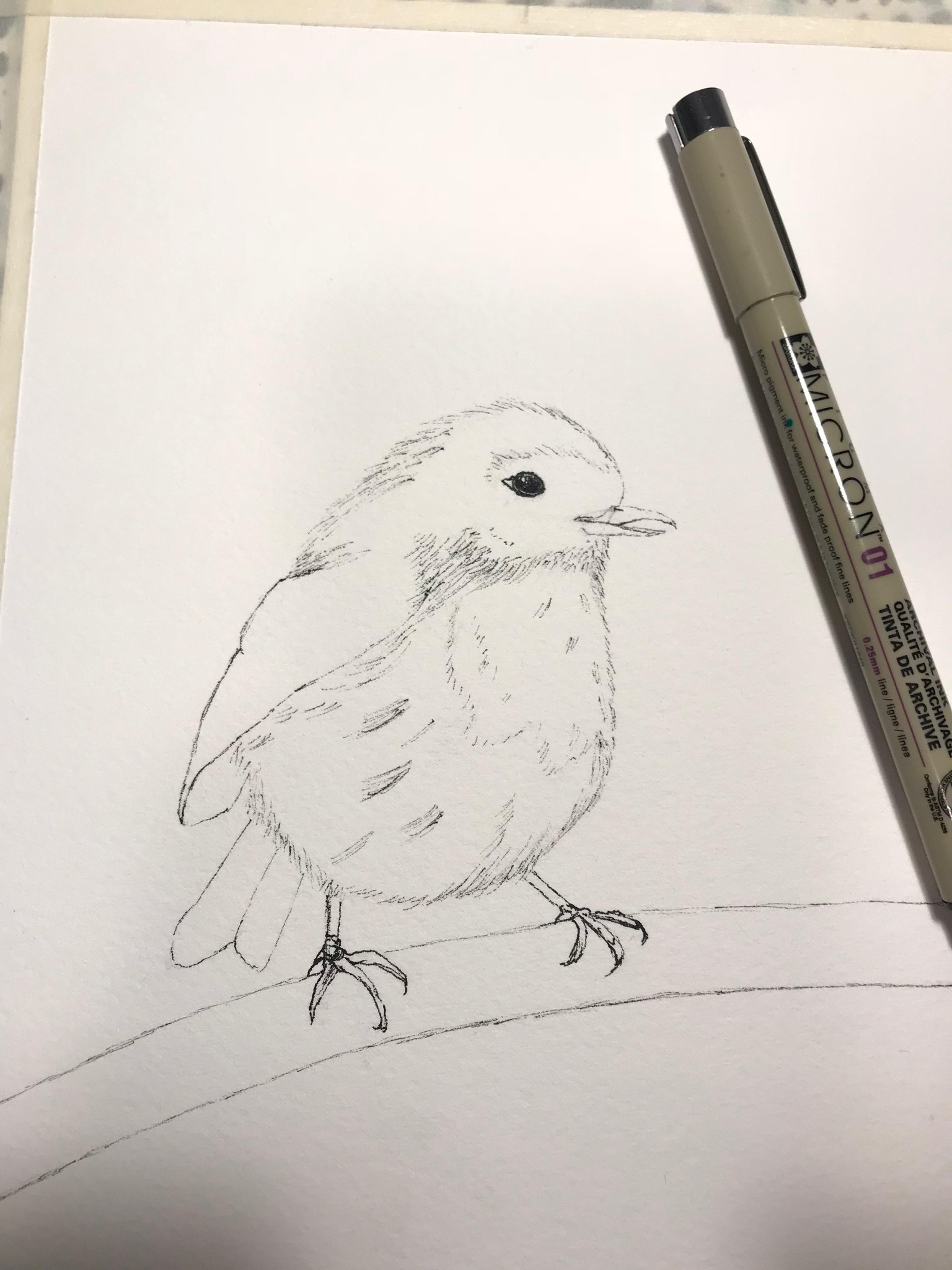 Basic Watercolor & Ink Illustration: Songbirds - image 2 - student project