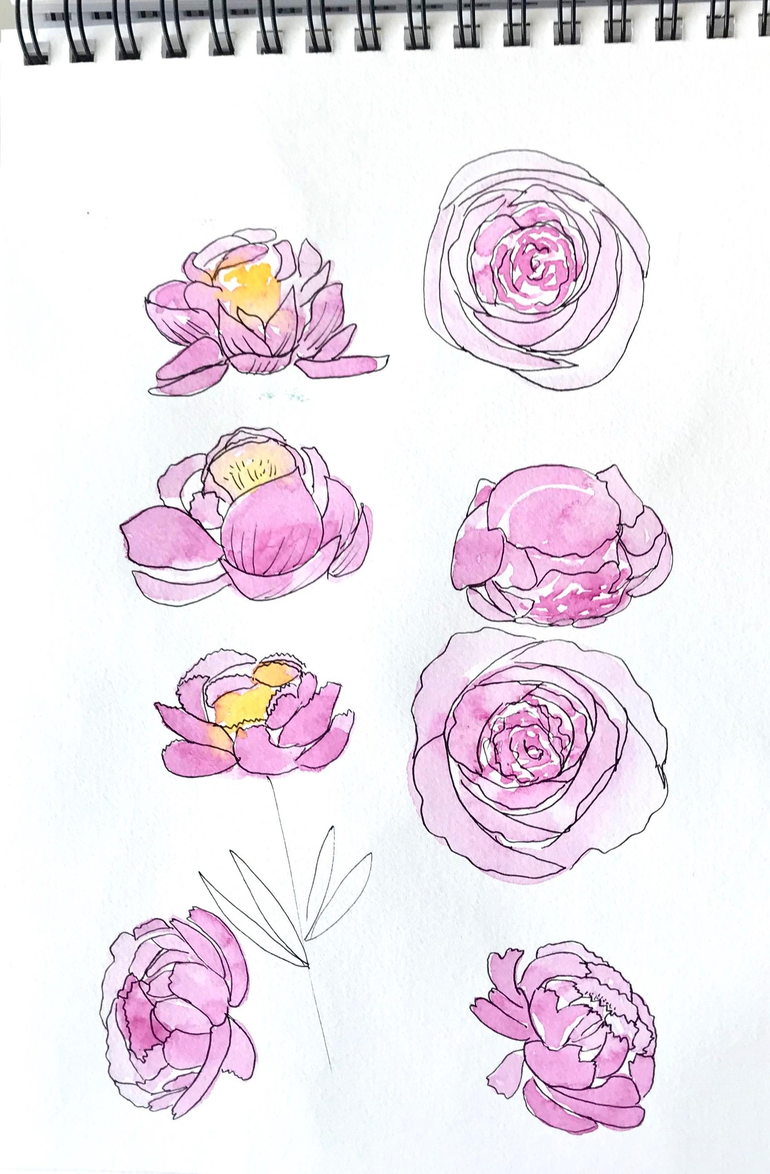 My project: Loose Florals in Watercolor and Ink - image 3 - student project
