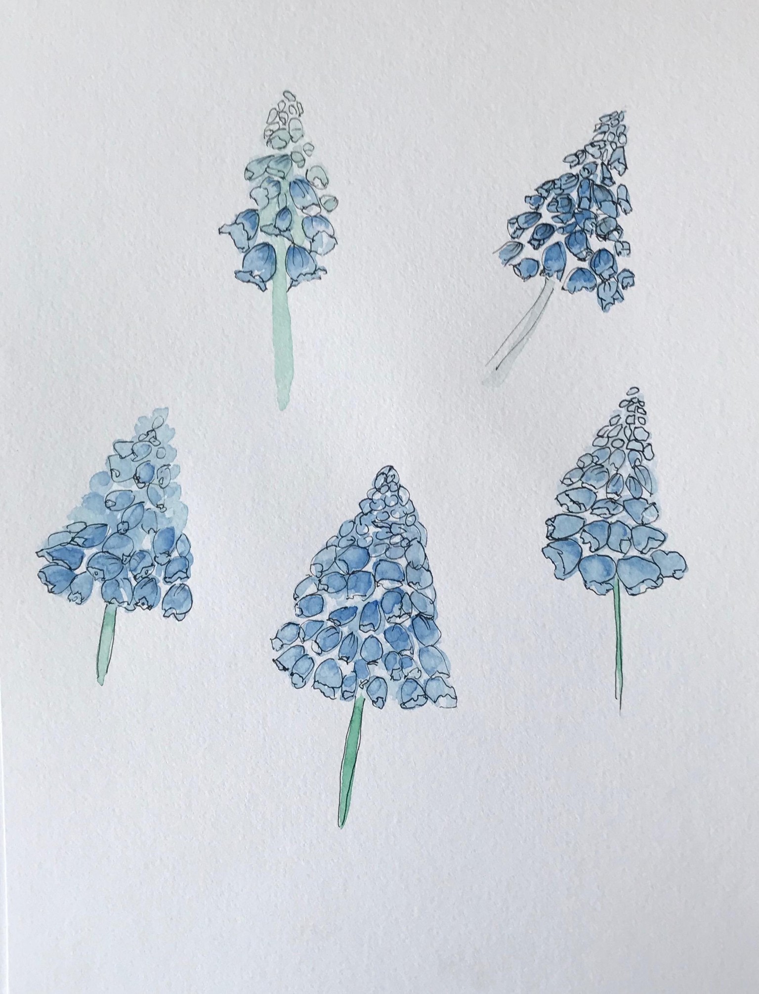 My project: Loose Florals in Watercolor and Ink - image 1 - student project