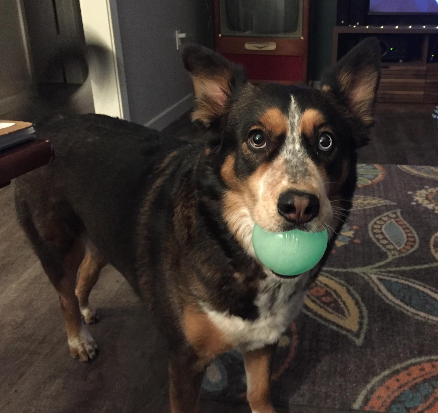 My Dog: Boo - image 4 - student project