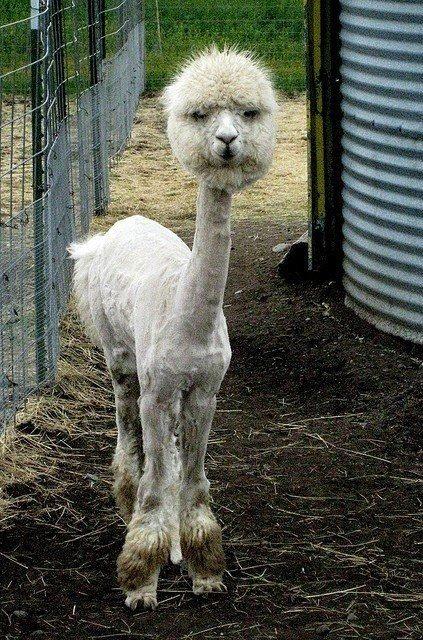 Christmas Alpaca - image 3 - student project