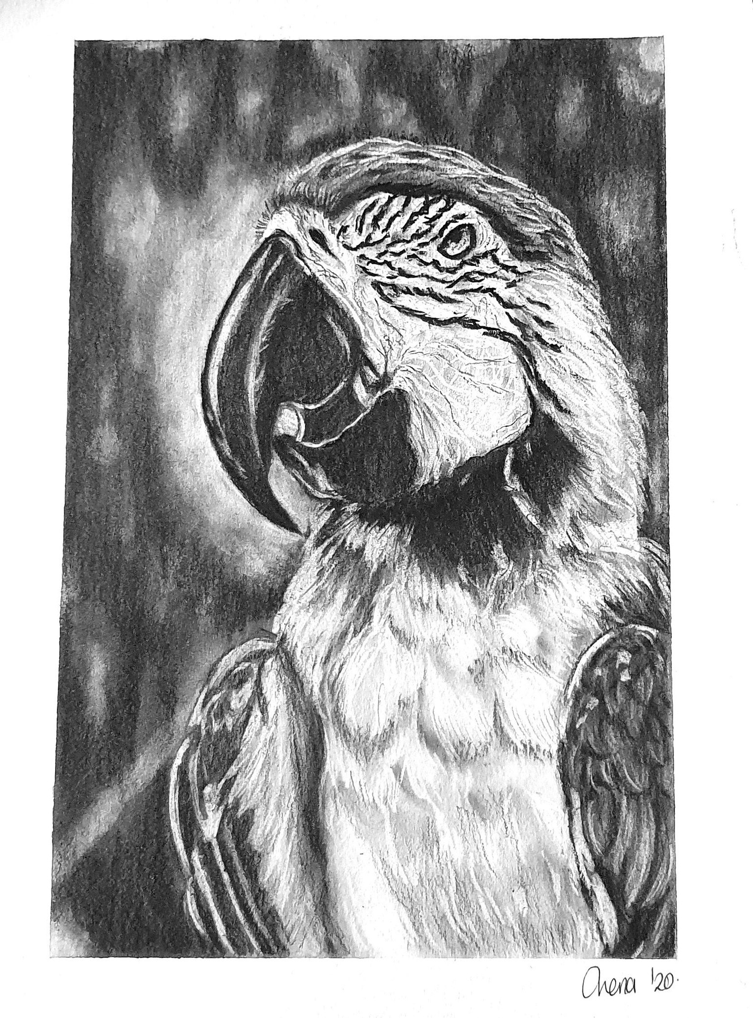 Drawing Realistic Birds Part One - image 1 - student project