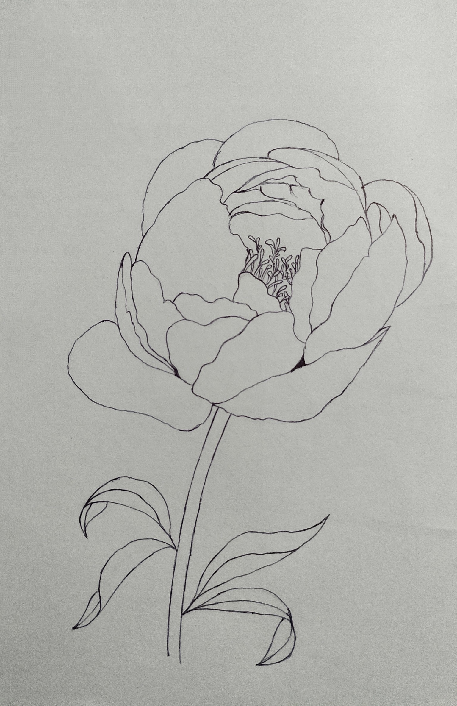 Peony Illustration - image 1 - student project
