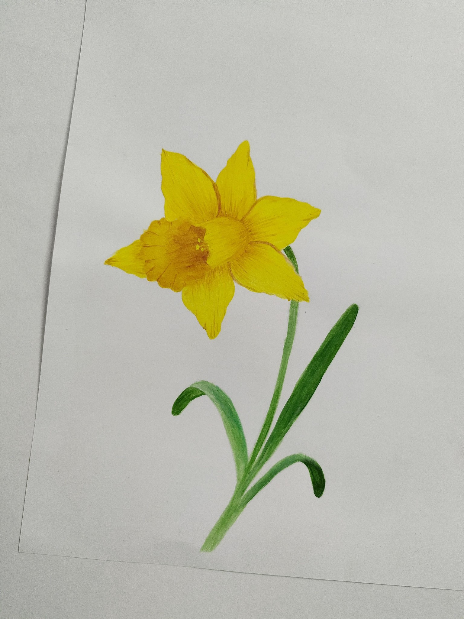 Floral Illustrations - image 1 - student project