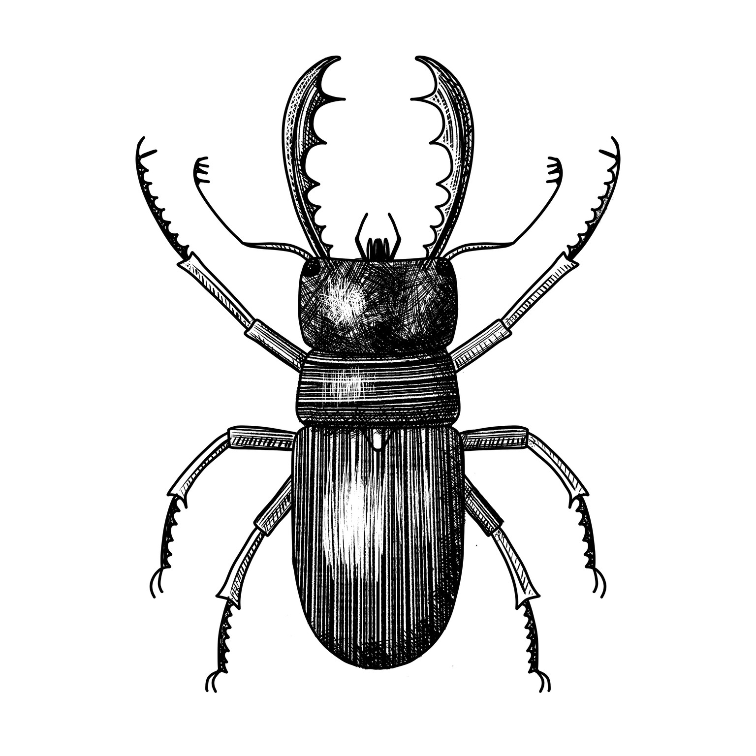 Sample Project: Bug Sketchbook - image 4 - student project