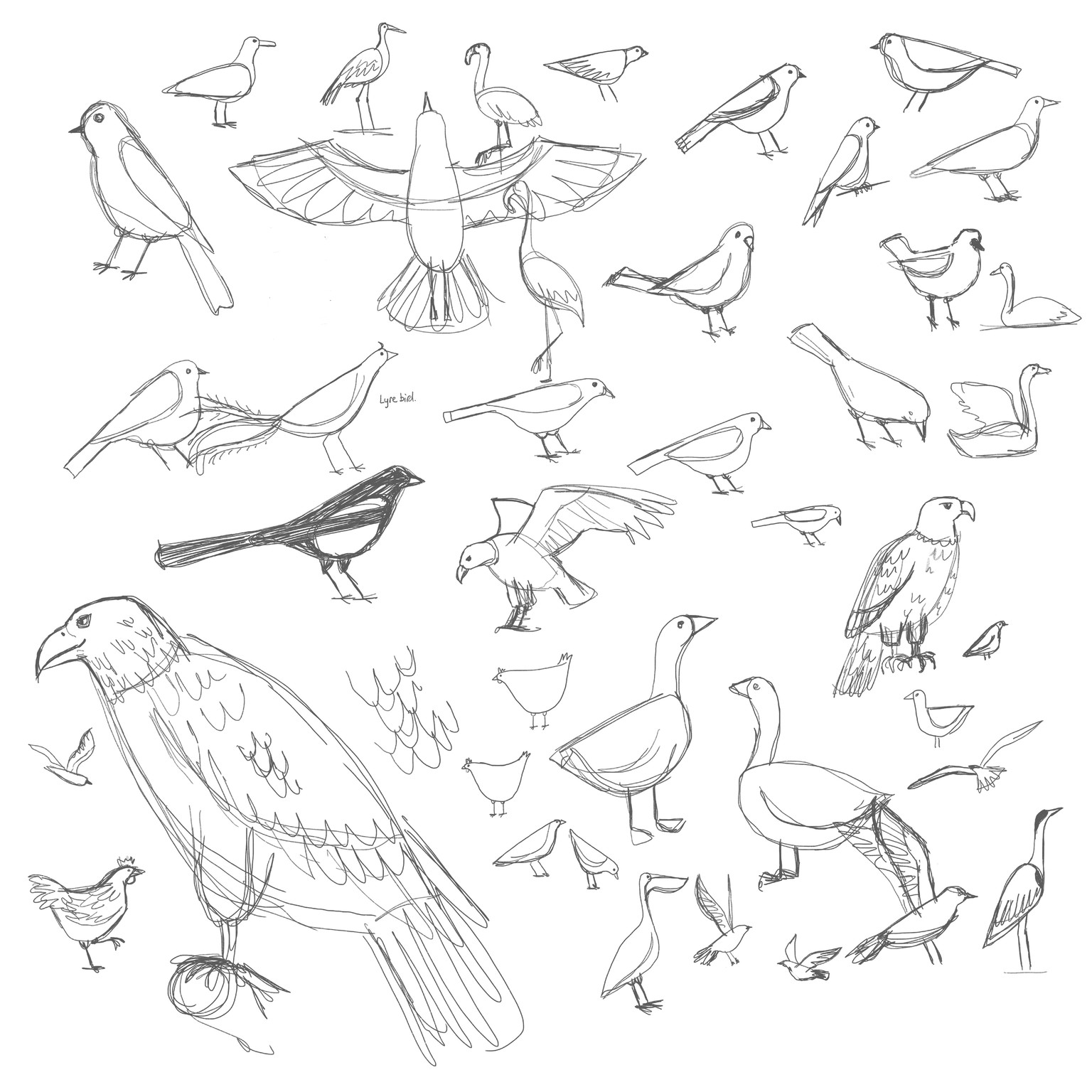 Birds Birds Birds - Sample Project - image 1 - student project