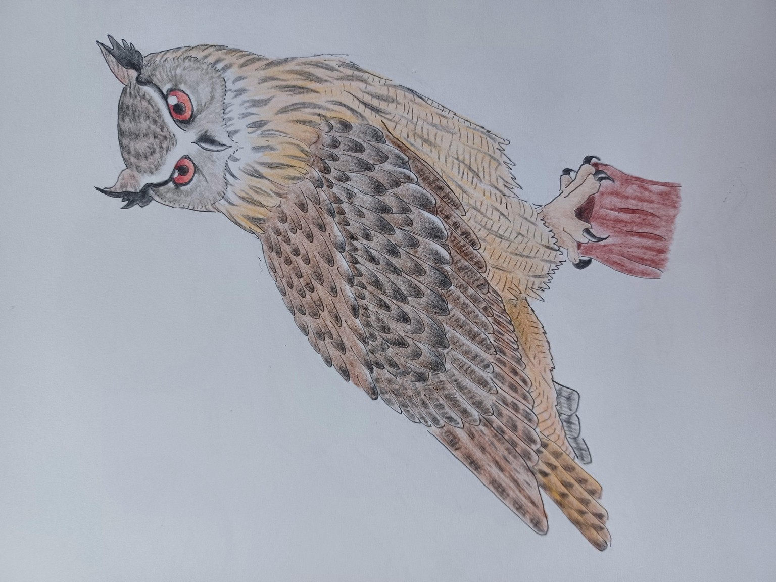 Owls & Co. - image 1 - student project