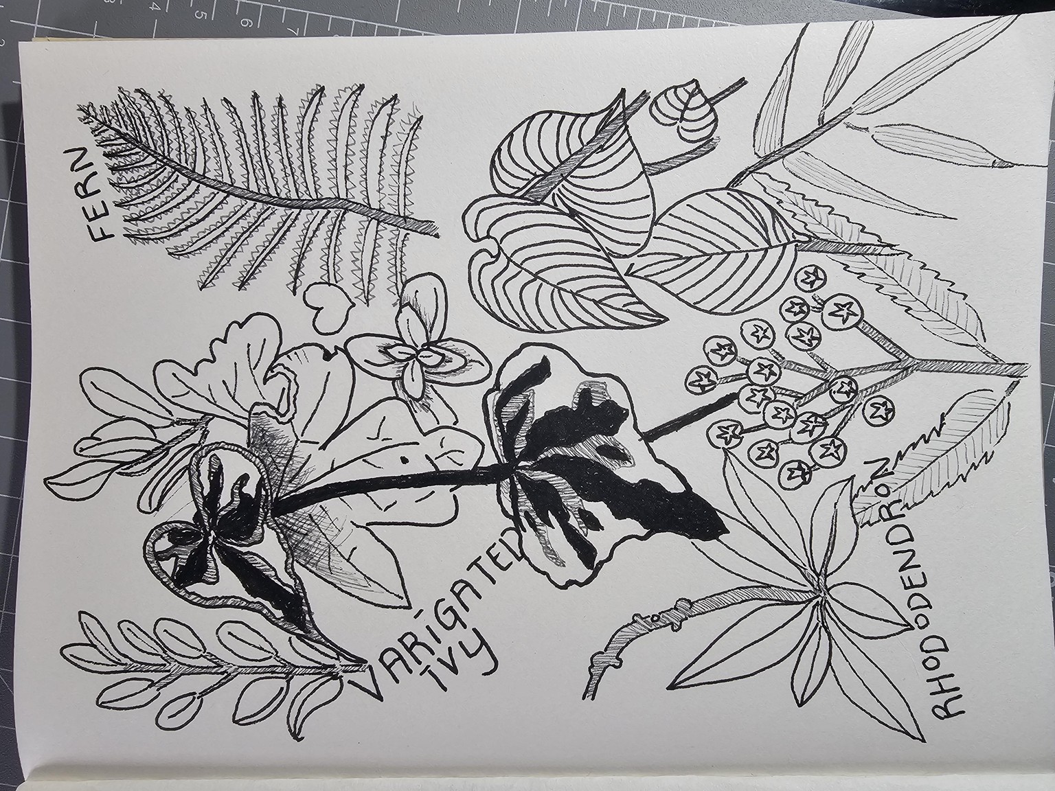 Start a daily sketchbook habit with botanical drawing - image 4 - student project