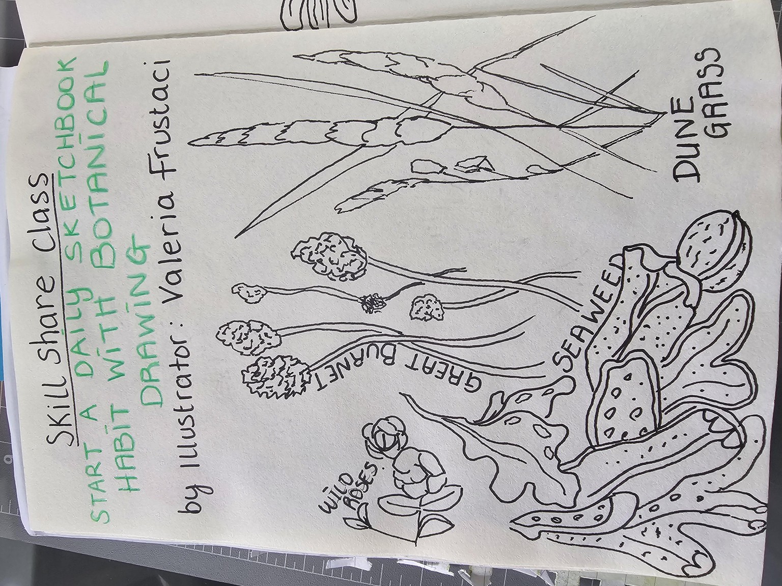 Start a daily sketchbook habit with botanical drawing - image 2 - student project