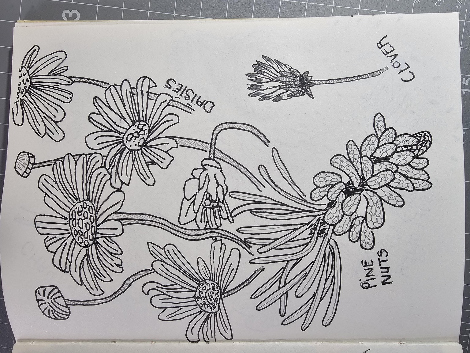 Start a daily sketchbook habit with botanical drawing - image 3 - student project