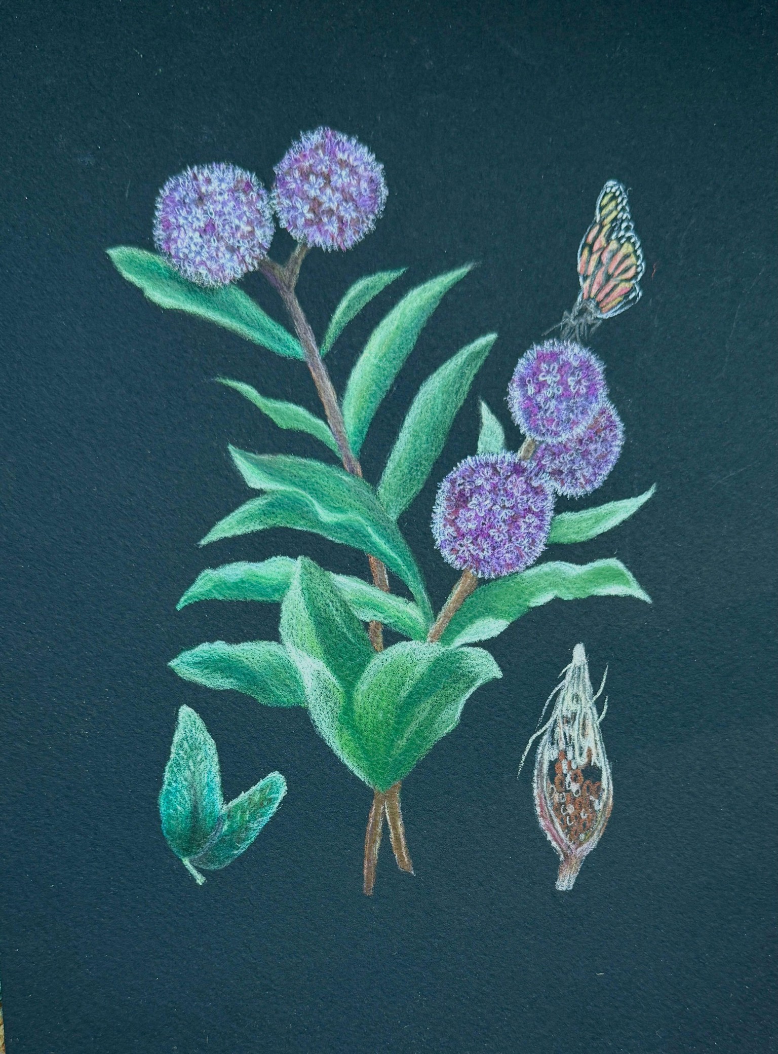 Thistle - colored pencil - image 1 - student project