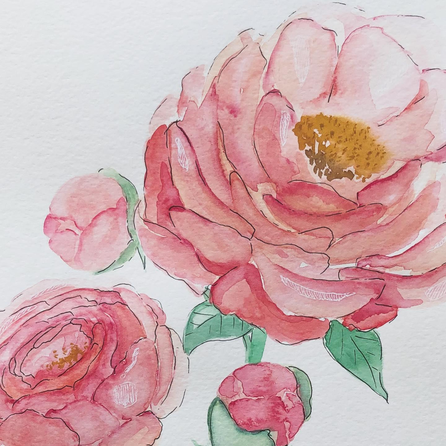 My first peonies - image 1 - student project