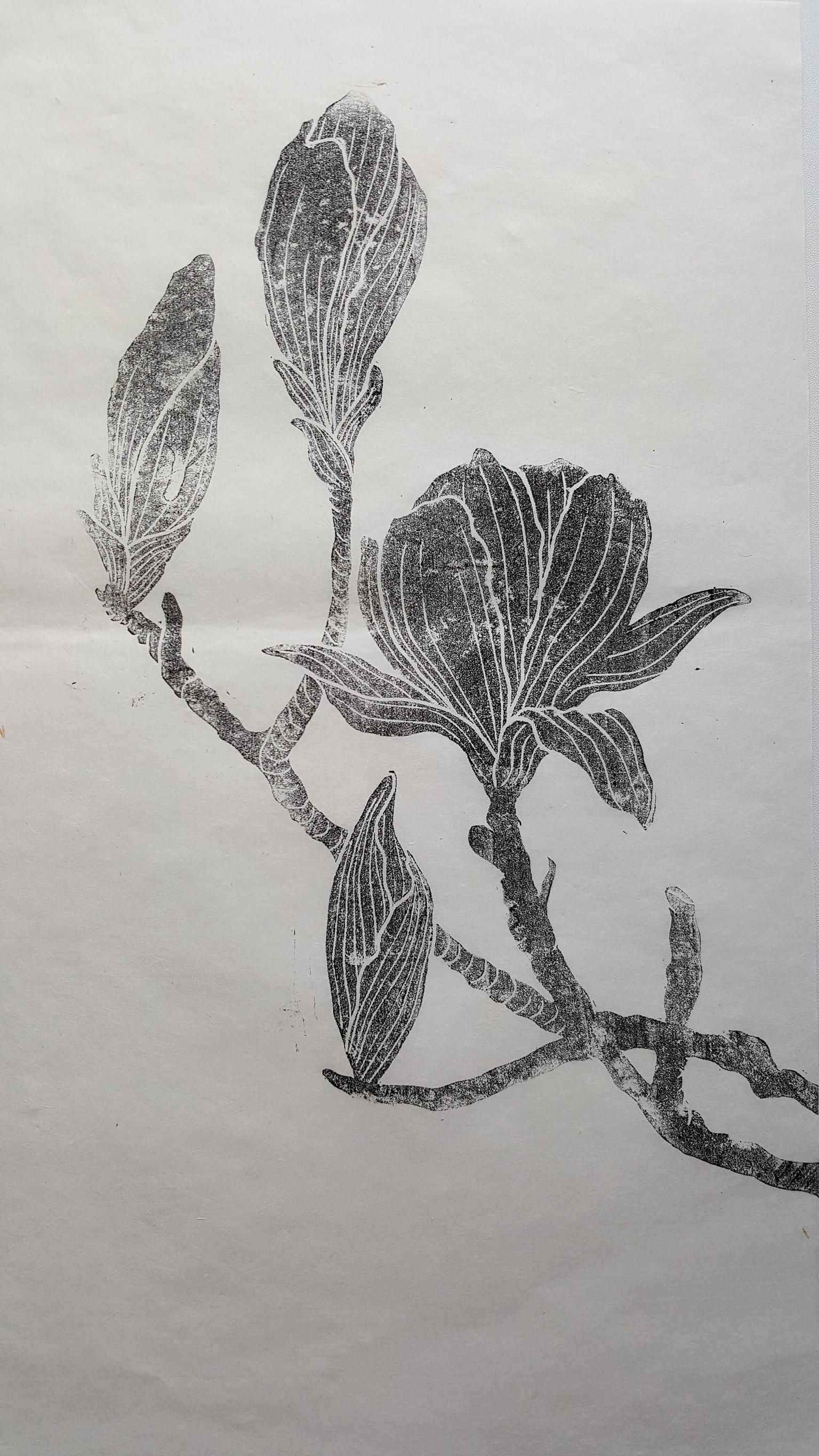Magnolias - image 4 - student project