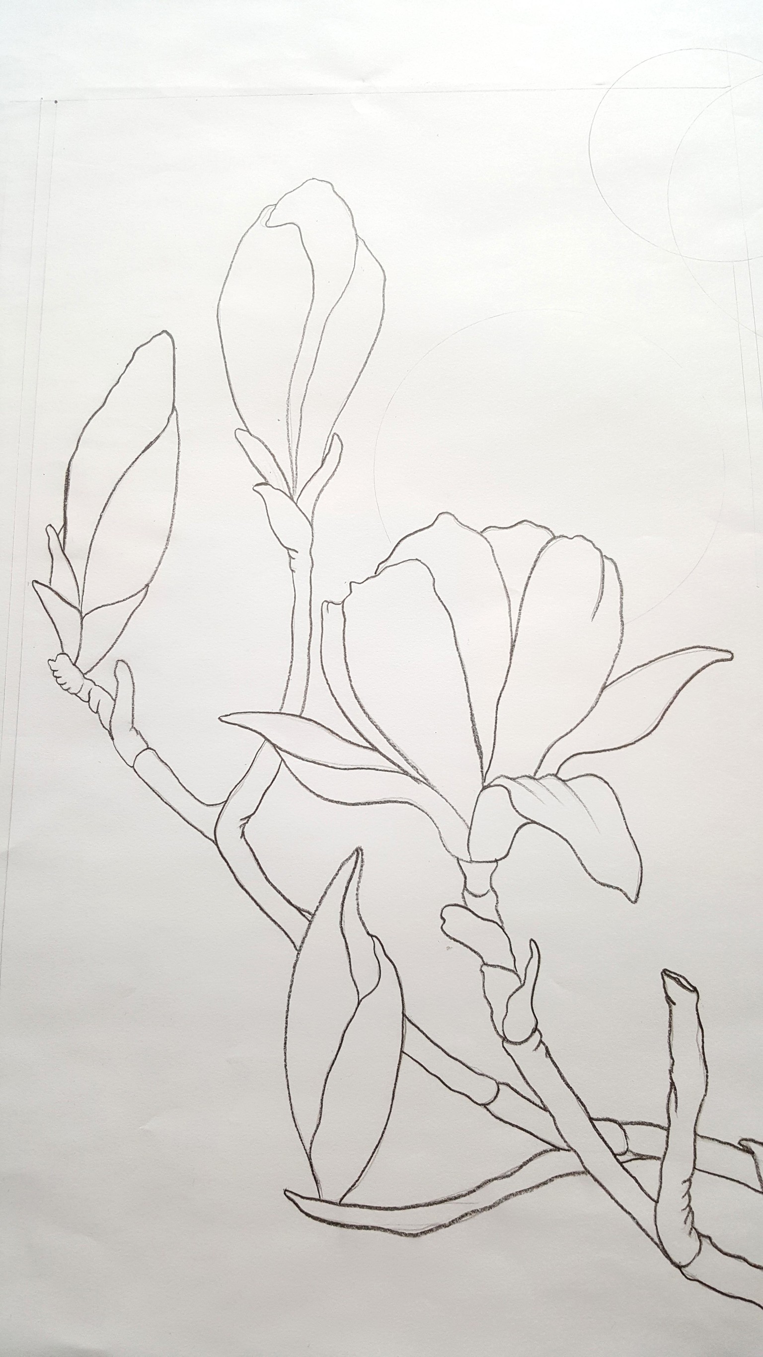 Magnolias - image 2 - student project