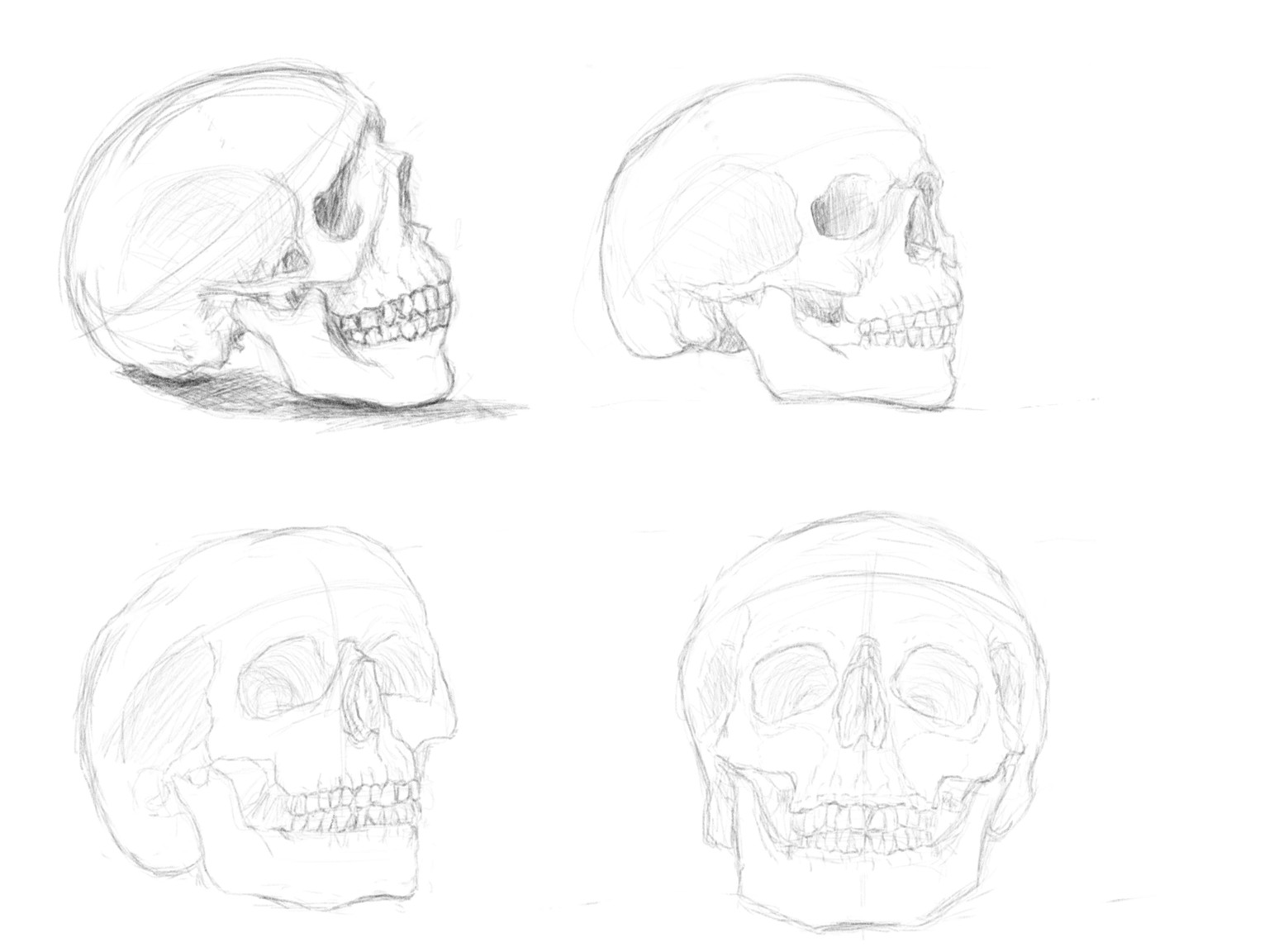 First tries of a skull at different angles - image 1 - student project