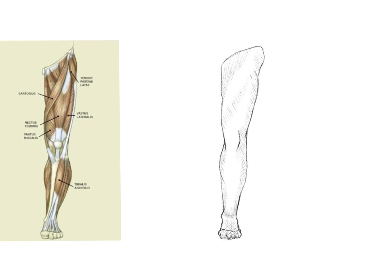 Joely H - leg drawing practice - image 5 - student project