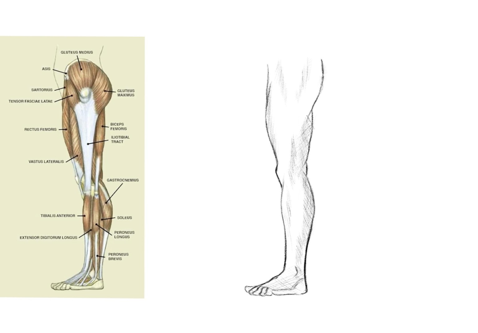 Joely H - leg drawing practice - image 4 - student project