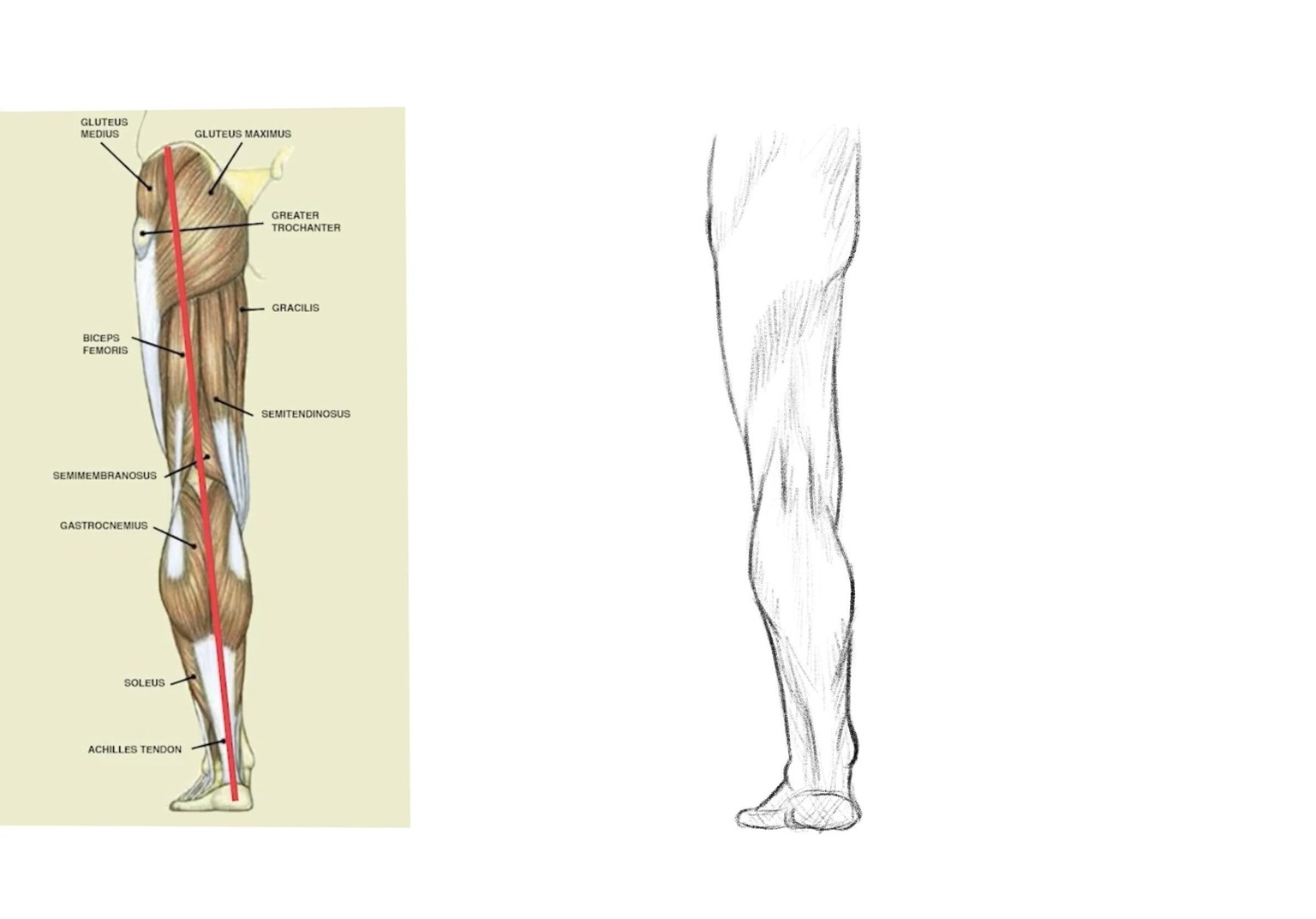 Joely H - leg drawing practice - image 3 - student project
