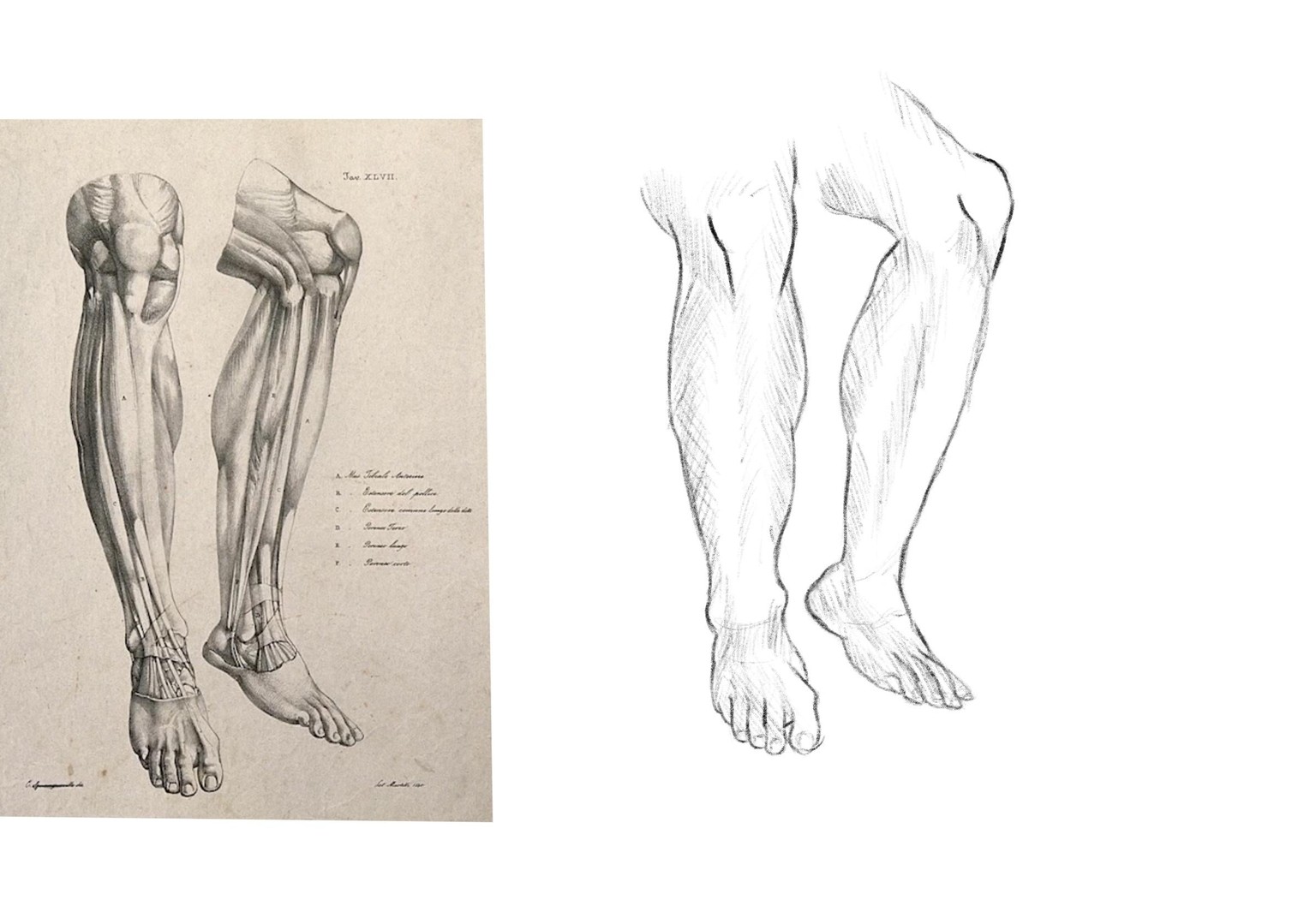 Joely H - leg drawing practice - image 2 - student project