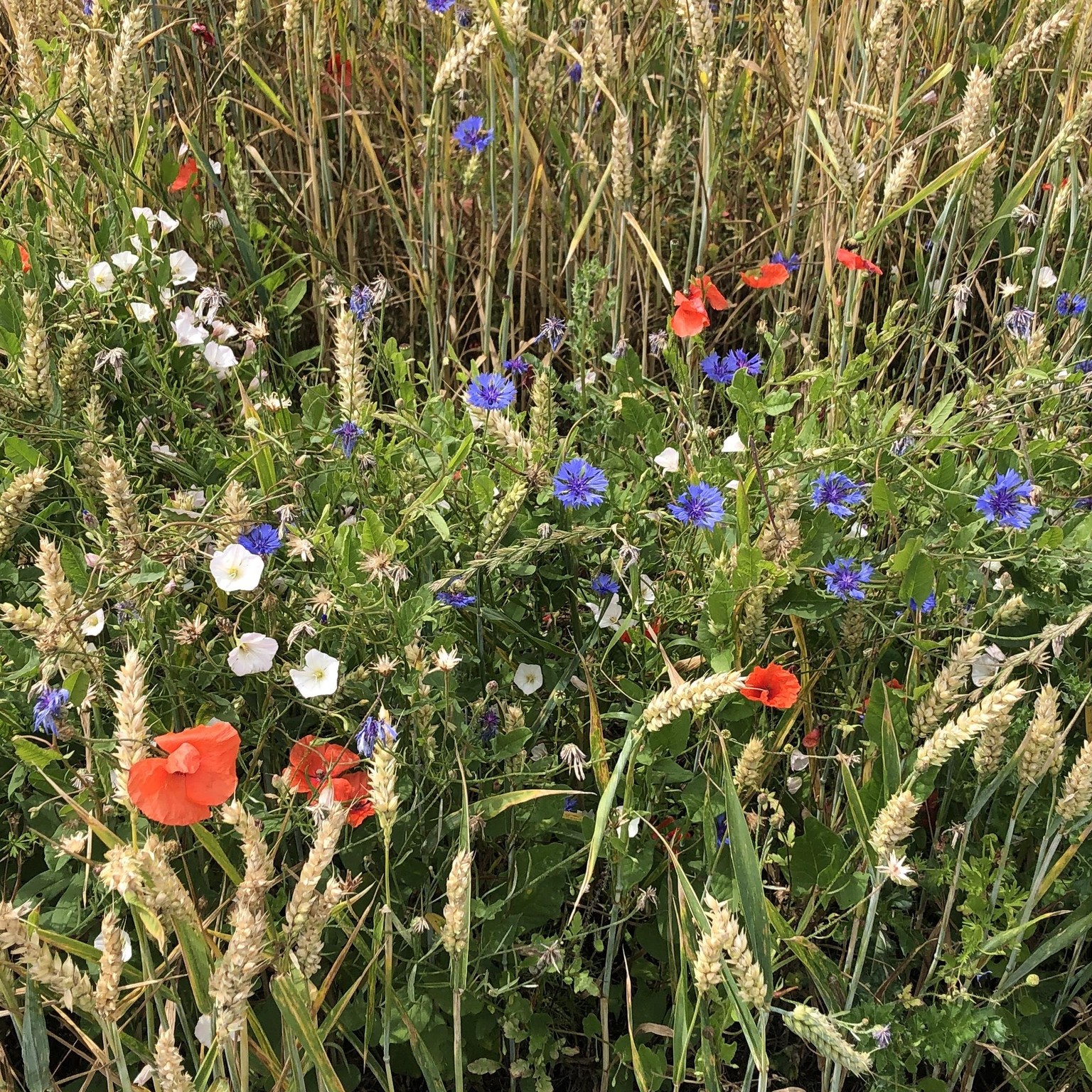 Bold Summer Wildflower - image 2 - student project