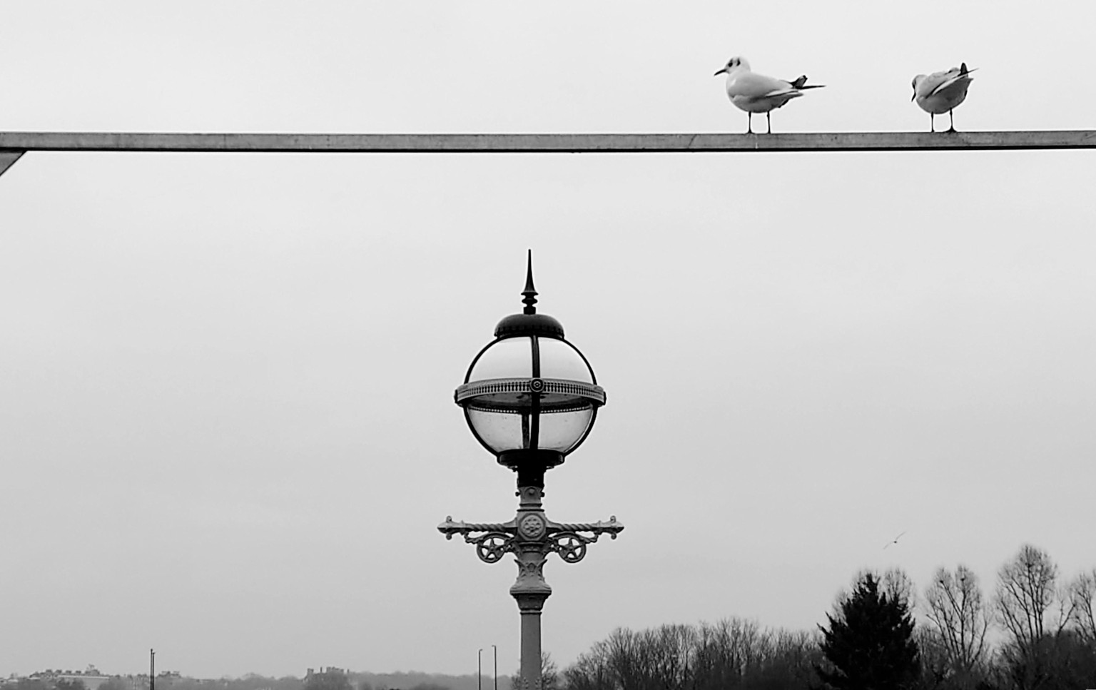Seagulls - image 1 - student project