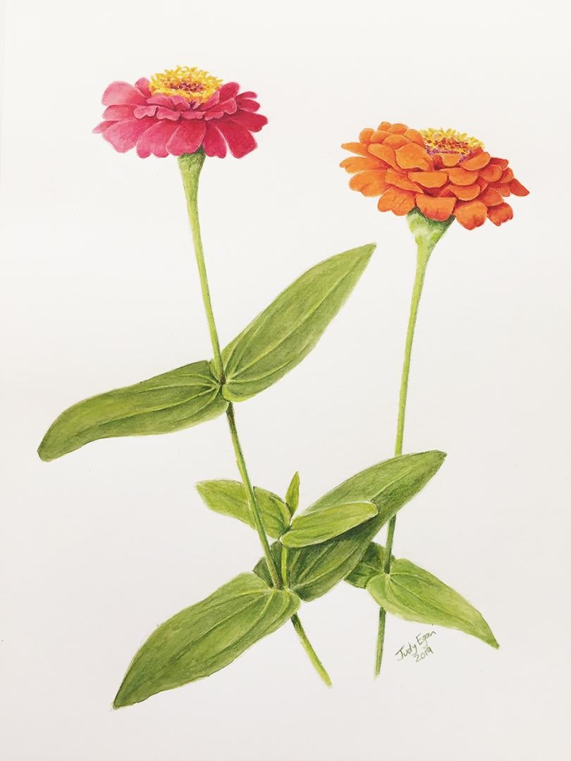 Zinnia Portrait - image 1 - student project