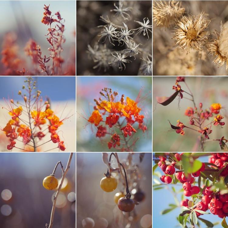 Flower Photography - image 2 - student project