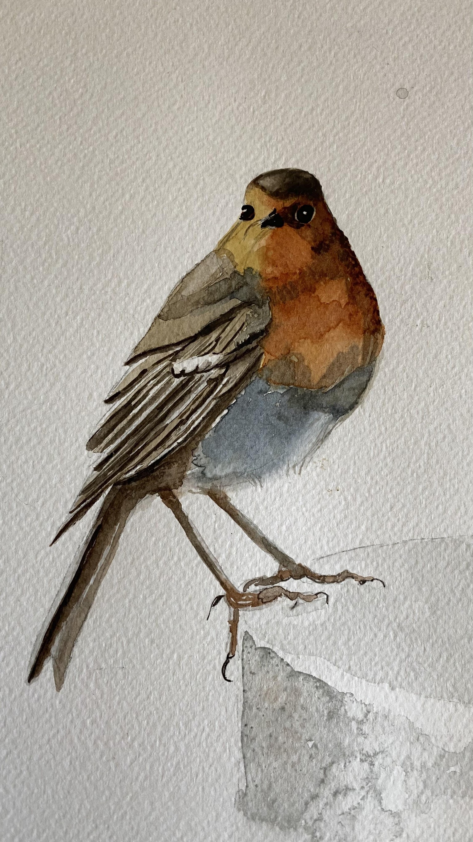 Robin - image 1 - student project