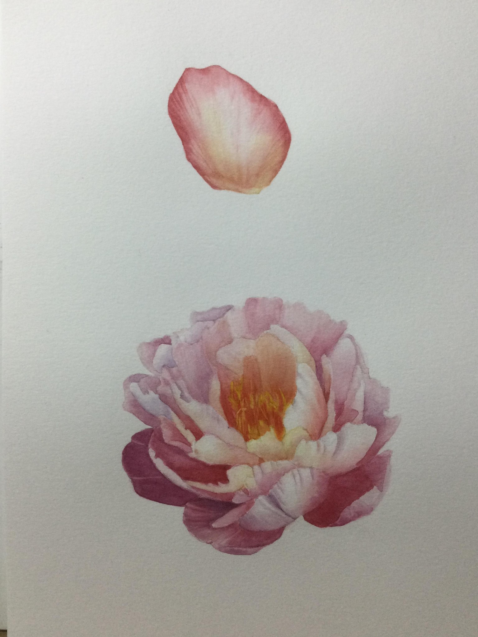 Peony - image 1 - student project