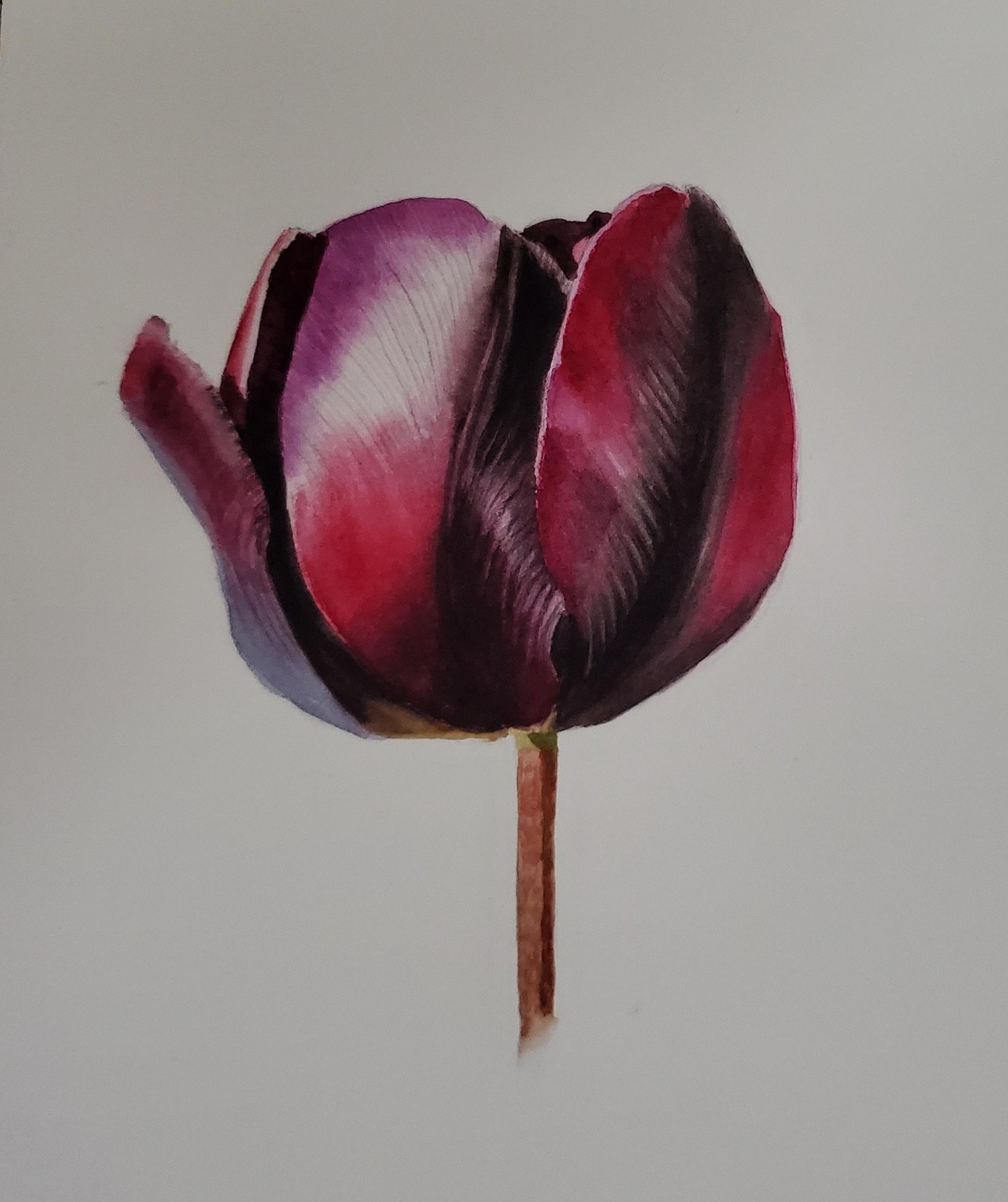 Tulip - image 1 - student project