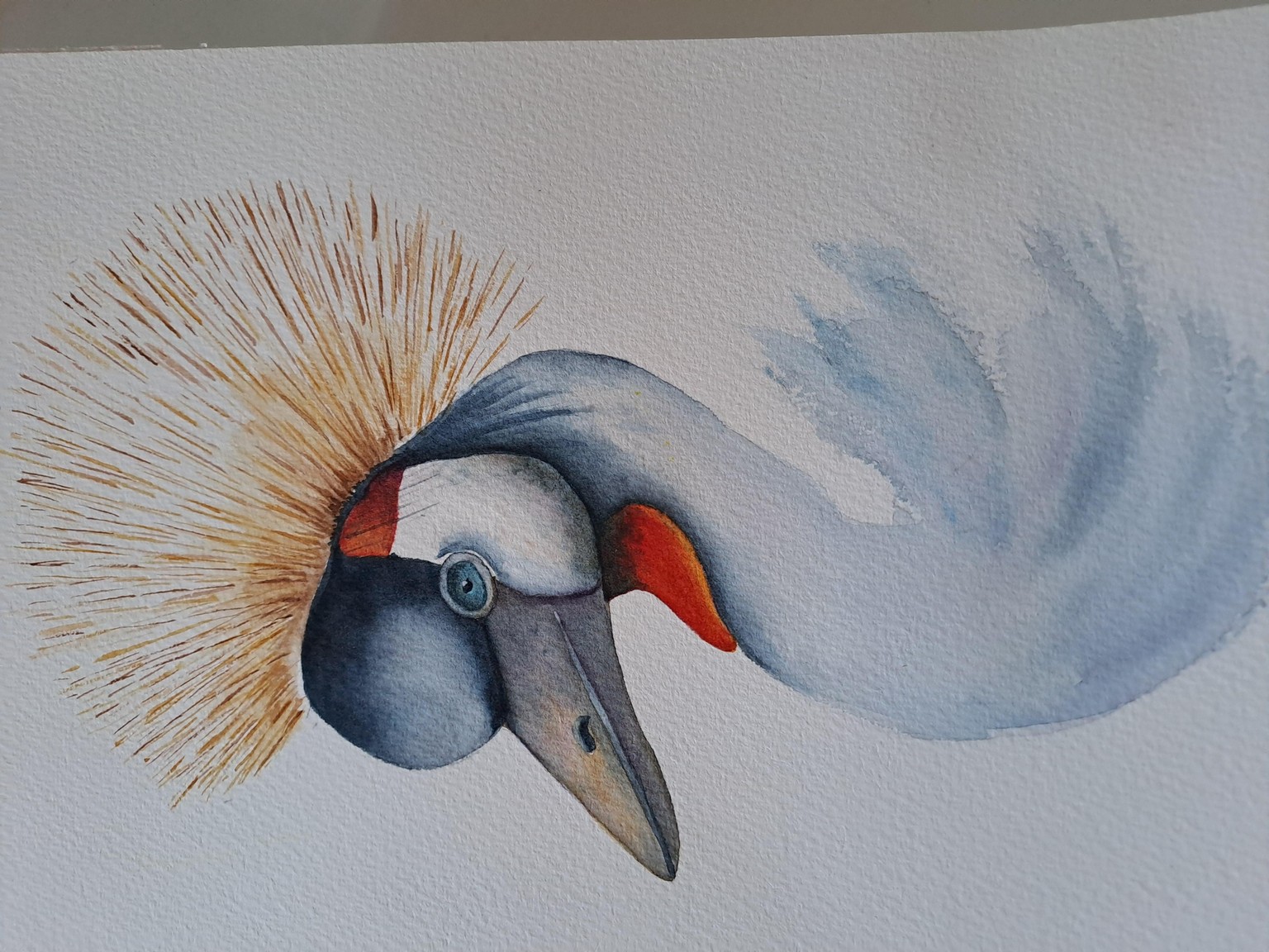 Grey Crowned Crane - image 1 - student project