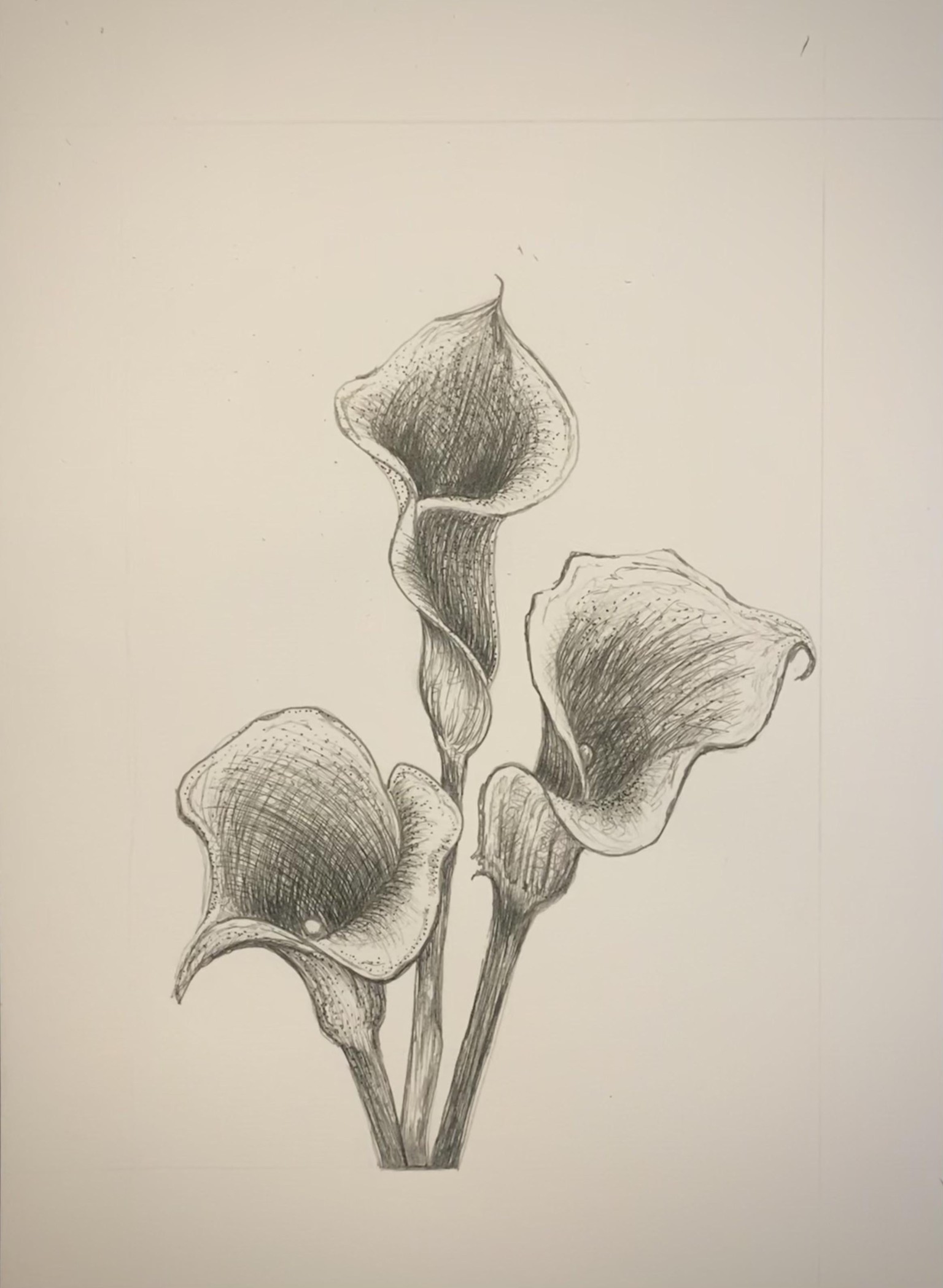 Calla Lily - image 1 - student project
