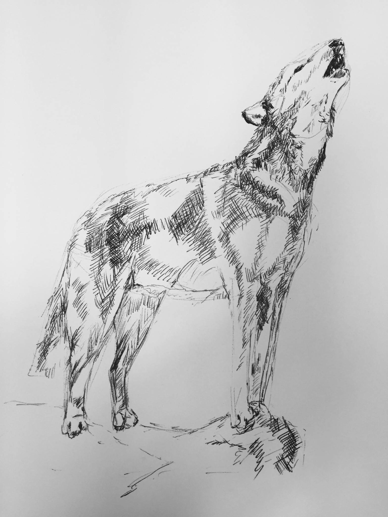 howling at the moon - image 1 - student project