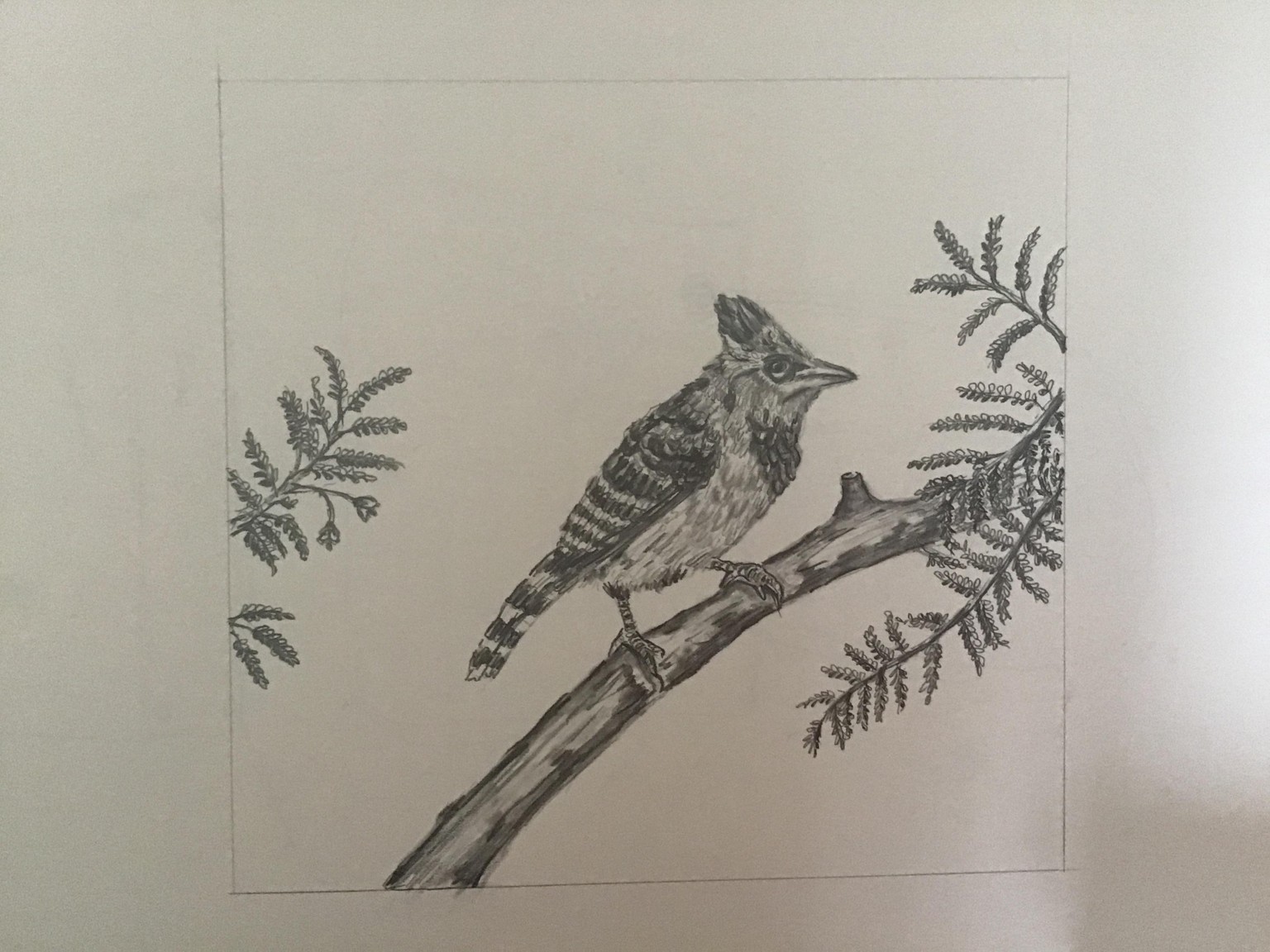 Bird tone and shading - image 1 - student project