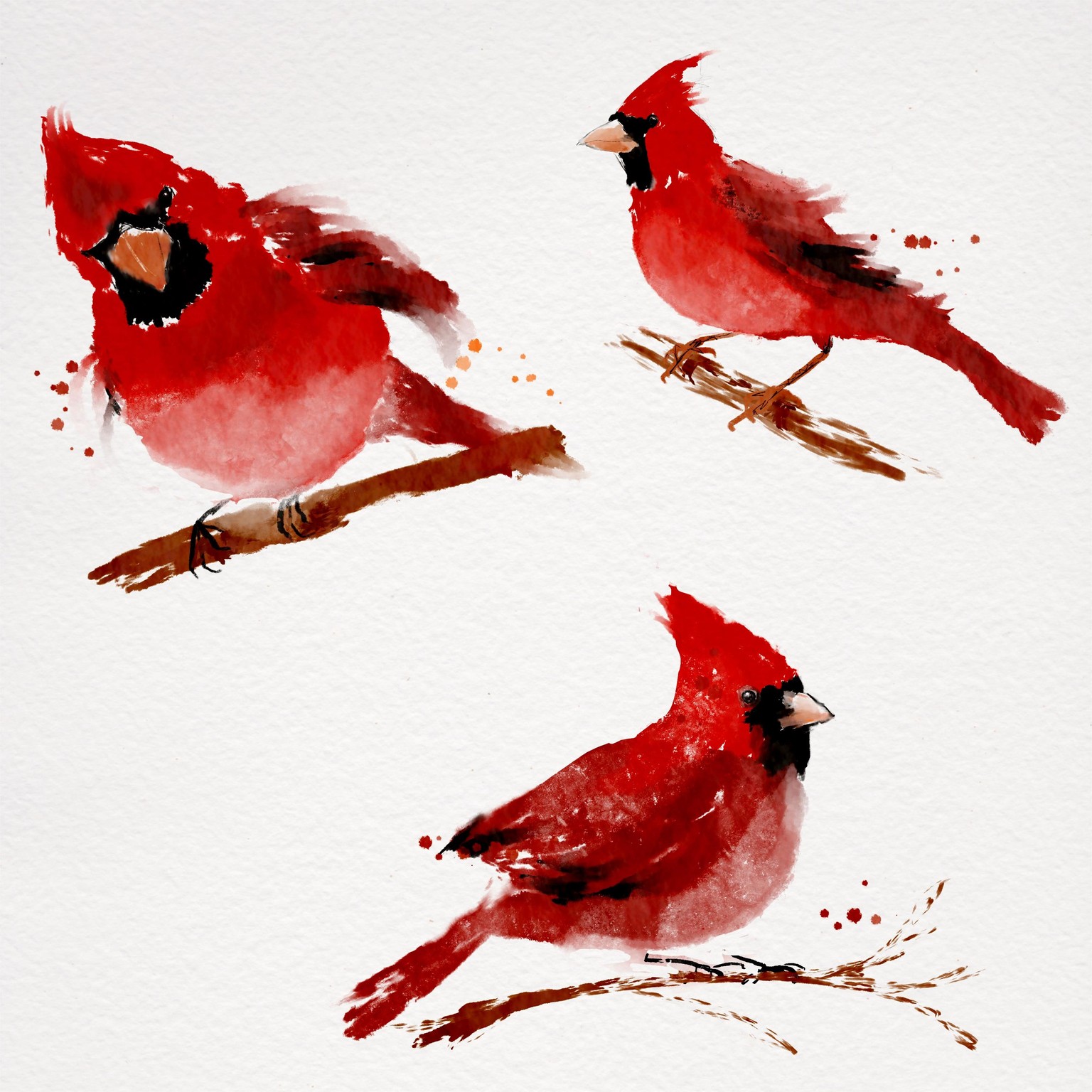 10-minute cardinal in Procreate - image 1 - student project