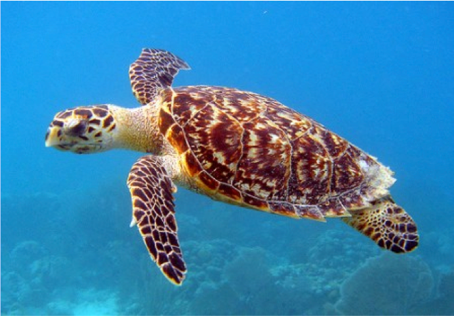 Old Turtle - image 1 - student project