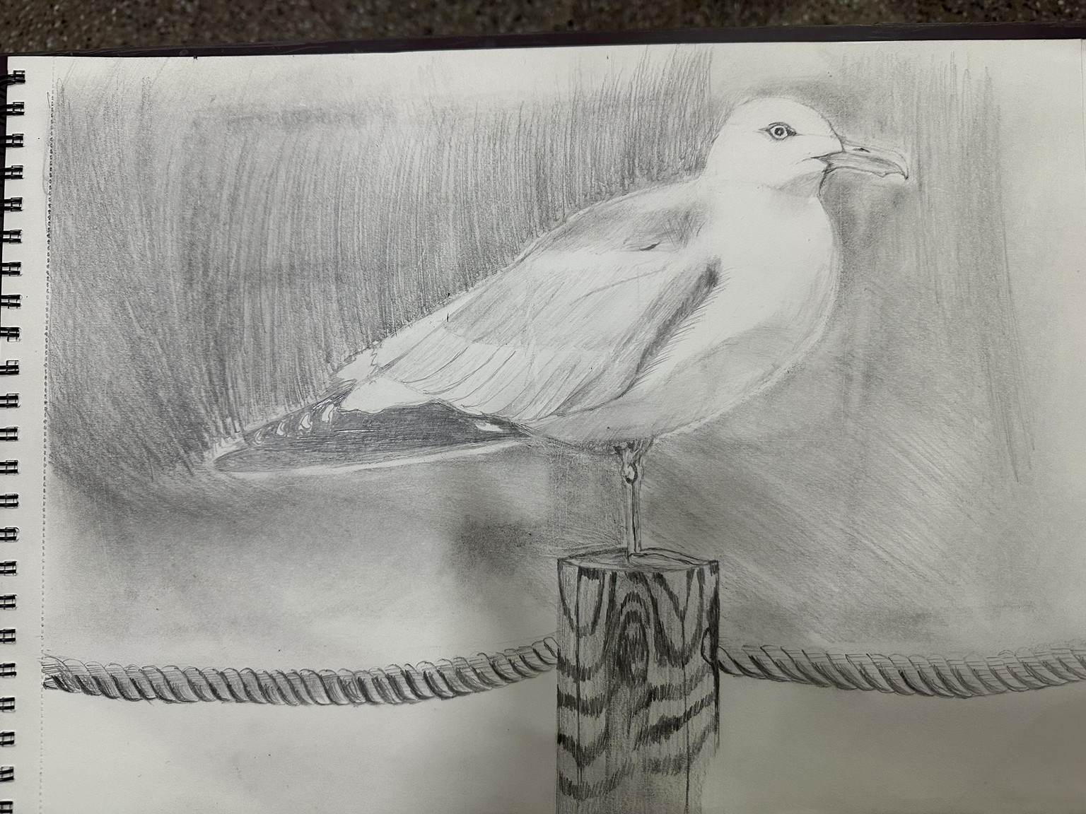 Seagull - image 1 - student project