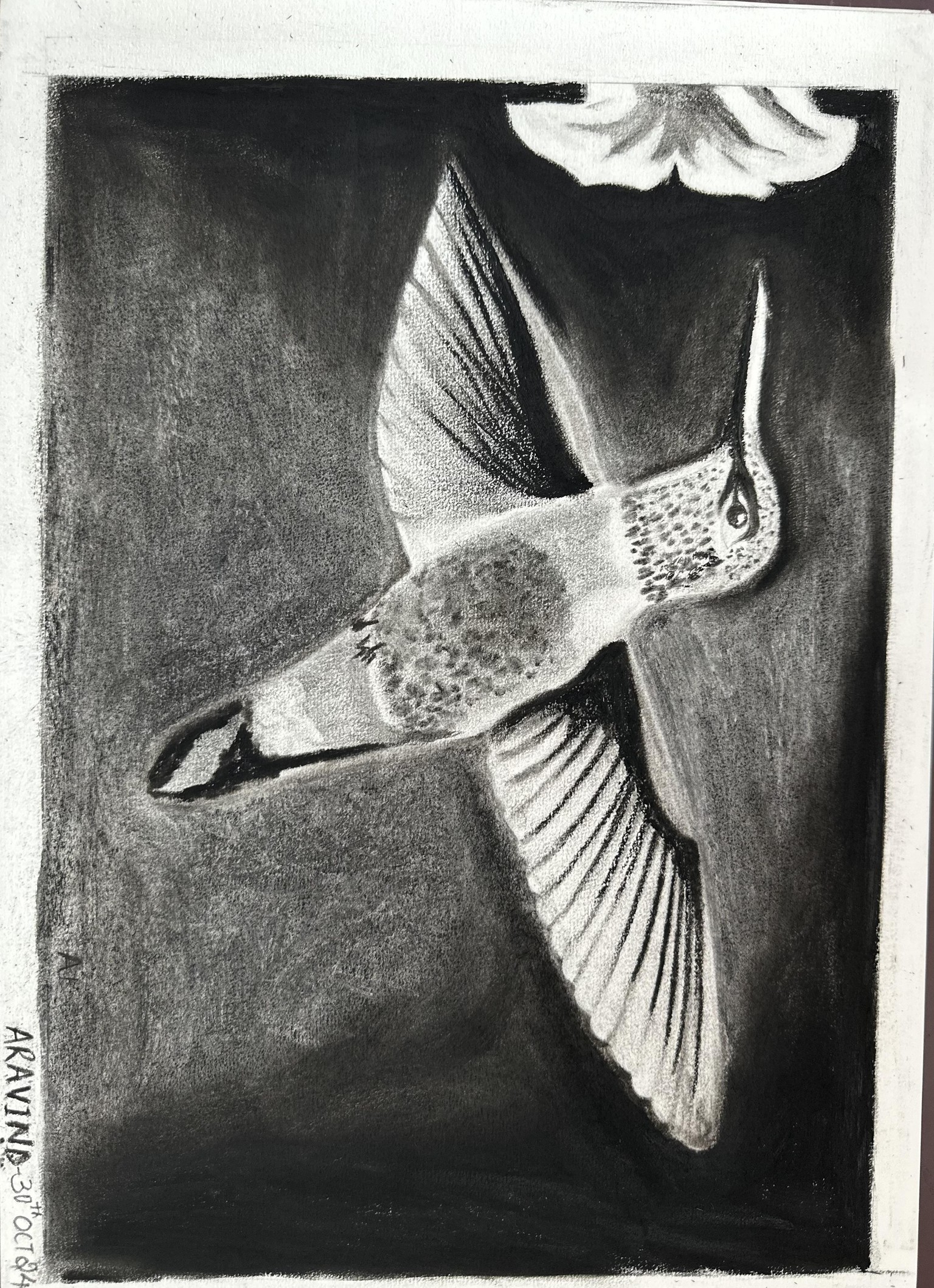 Humming bird - image 1 - student project